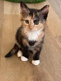 A baby medium-sized female Tortoiseshell cat named Peanut for adoption in Kenhorst, PA