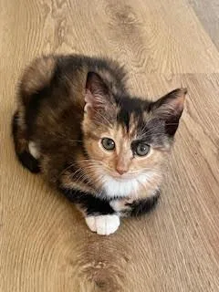 Peanut thumbnail 3