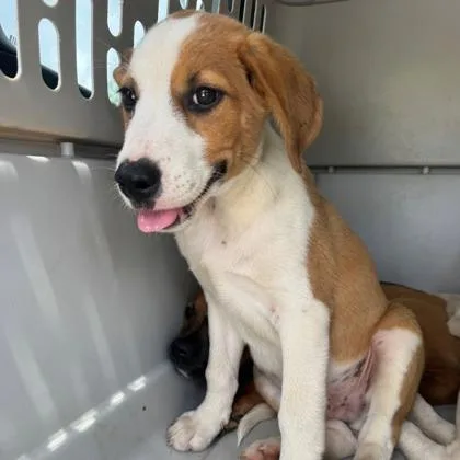 A baby large-sized male Rhodesian Ridgeback dog named Potsie for adoption in Morton Grove, IL