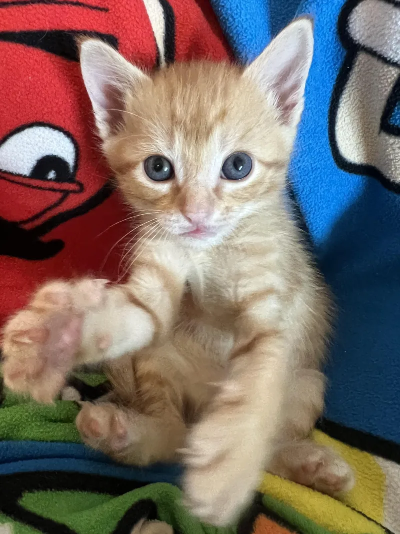 A baby medium-sized male Domestic Short Hair cat named Lithium for adoption in Fruit Heights, UT