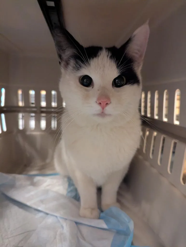 A baby medium-sized male Domestic Short Hair cat named Simon for adoption in St. Cloud, MN