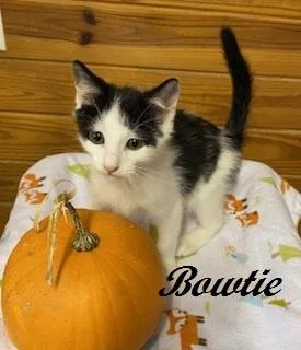 A baby medium-sized male Black & White / Tuxedo Tuxedo cat named Bowtie for adoption in Southern Pines, NC
