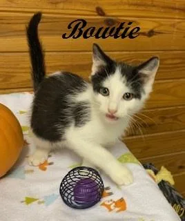 Bowtie thumbnail 2