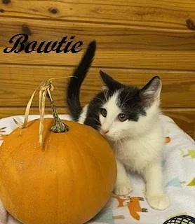 Bowtie thumbnail 3