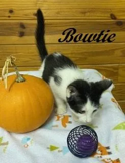 Bowtie thumbnail 4