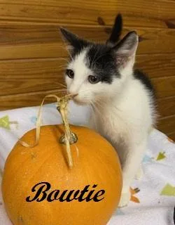 Bowtie thumbnail 6