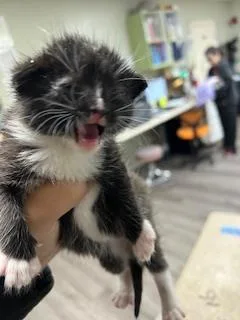 A baby small-sized male Domestic Short Hair cat named Meow Damon for adoption in Stockton, CA