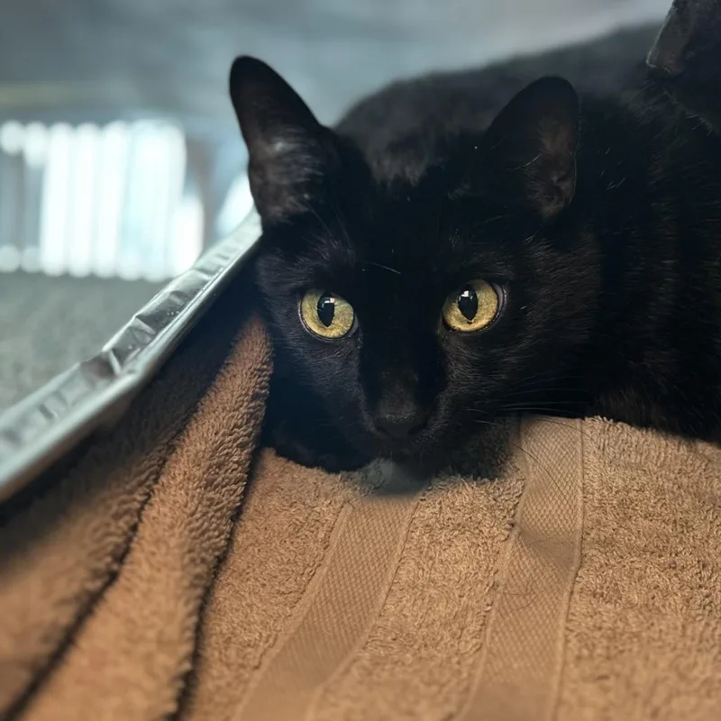 An adult large-sized female Black Domestic Short Hair cat named Constance for adoption in Matteson, IL