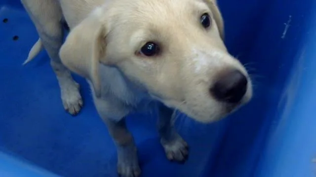 A baby large-sized female Mixed Breed dog named Apple for adoption in Dallas, TX