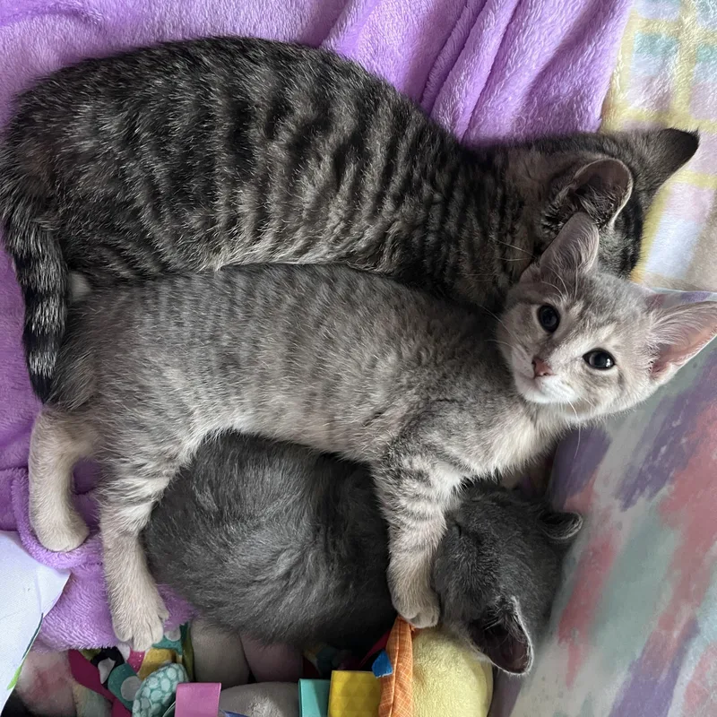A baby medium-sized female Tabby (Gray / Blue / Silver) Tabby cat named Neyla for adoption in Lombard, IL