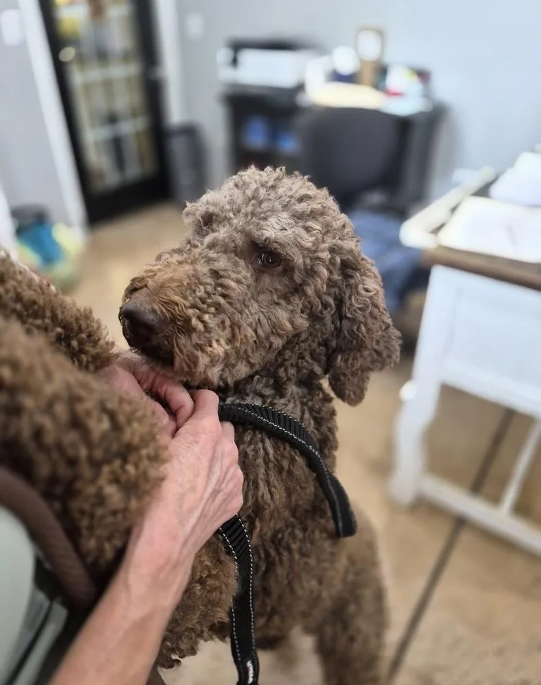 An adult large-sized male Brown / Chocolate Poodle dog named Craven  Piper for adoption in Broomfield, CO