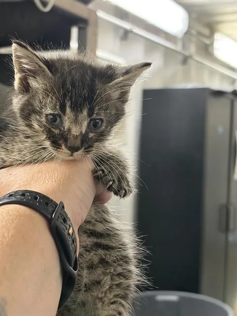 A baby large-sized male Domestic Short Hair cat named Espresso for adoption in Chester, SC