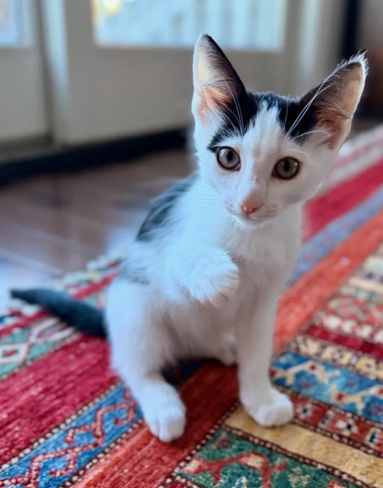 A baby small-sized male Domestic Short Hair cat named Haggis for adoption in Duxbury, MA