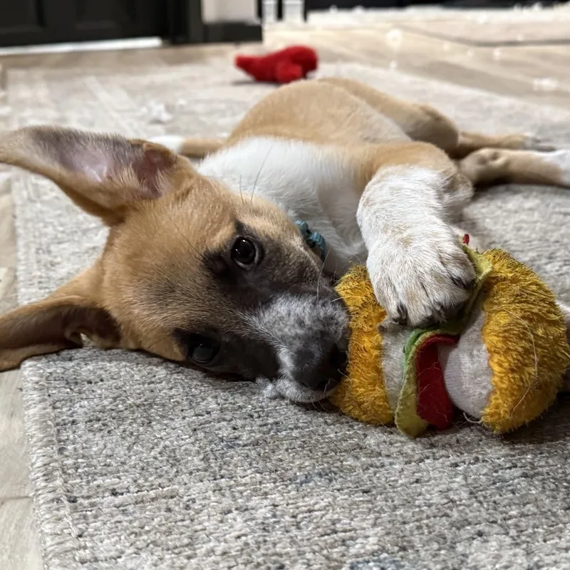 Zula