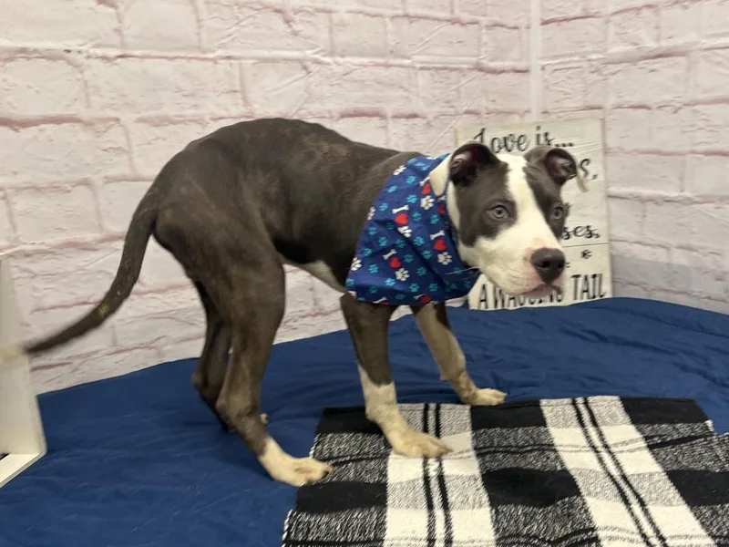 A young medium-sized male Mixed Breed dog named Chase for adoption in Detroit, MI