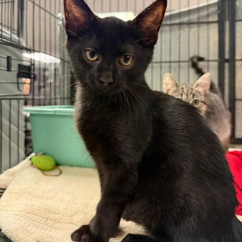 A baby small-sized male Black Domestic Short Hair cat named Waddles for adoption in Richmond, IN