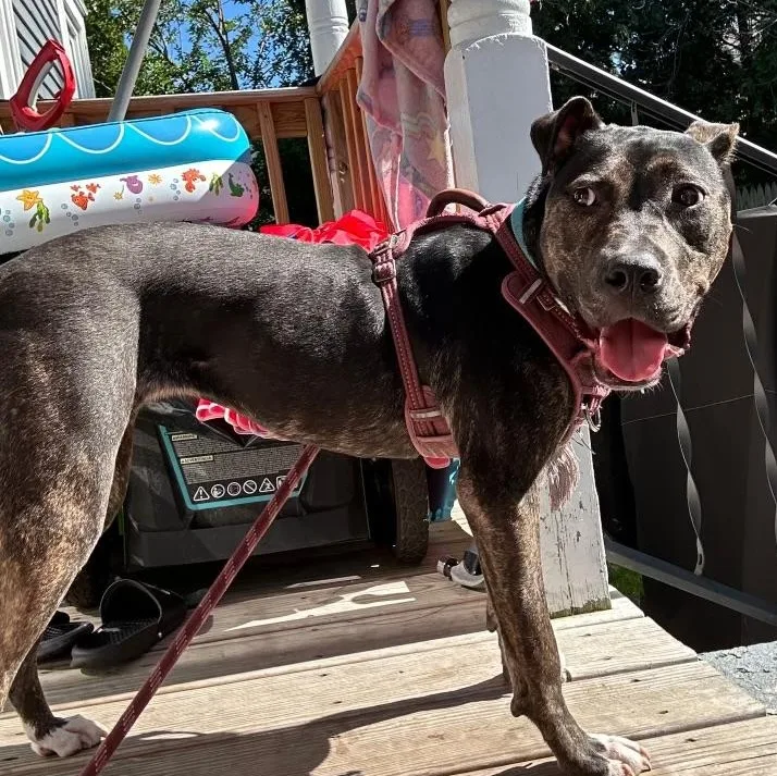 A baby medium-sized female Brindle Mixed Breed dog named Lilith for adoption in Cranston, RI