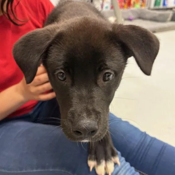 A baby medium-sized male Black Labrador Retriever dog named Cinder for adoption in Carneys Point, NJ