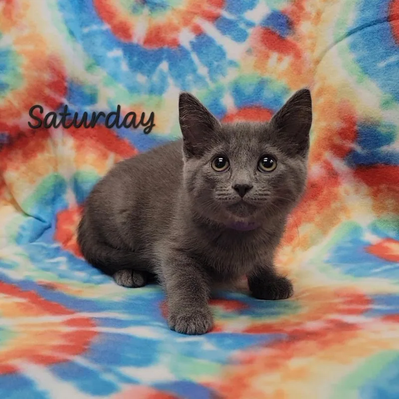 A baby small-sized male Gray / Blue / Silver Domestic Short Hair cat named Saturday for adoption in Parkersburg, WV