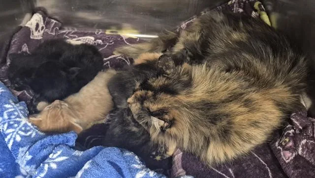 A baby small-sized female Domestic Long Hair cat named Eeny for adoption in Decatur, IL