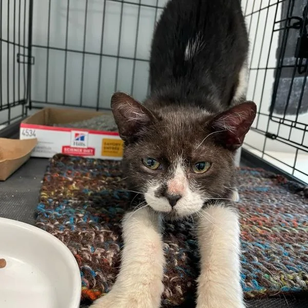 A young small-sized male Domestic Short Hair cat named Frito Lay for adoption in Des Moines, IA