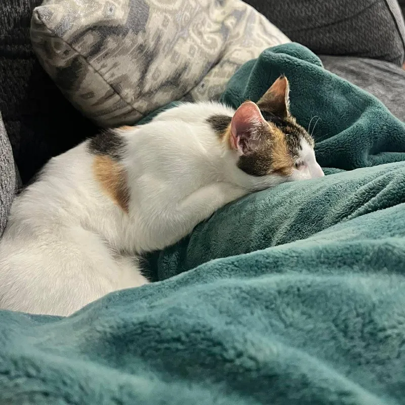 Marmalade thumbnail 2