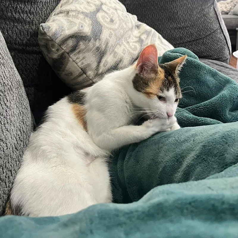 Marmalade thumbnail 3