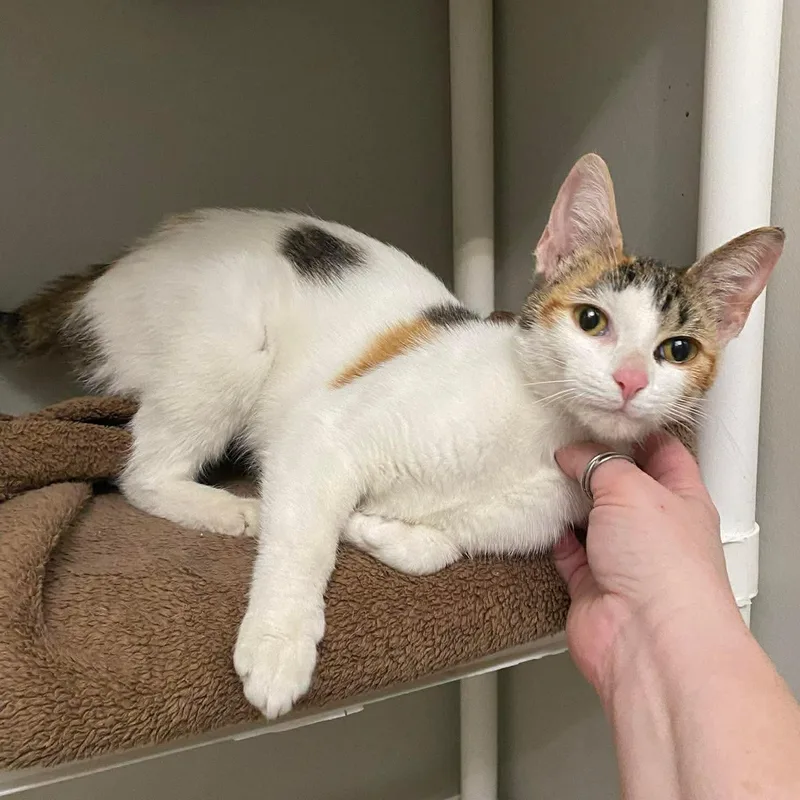 Marmalade thumbnail 4