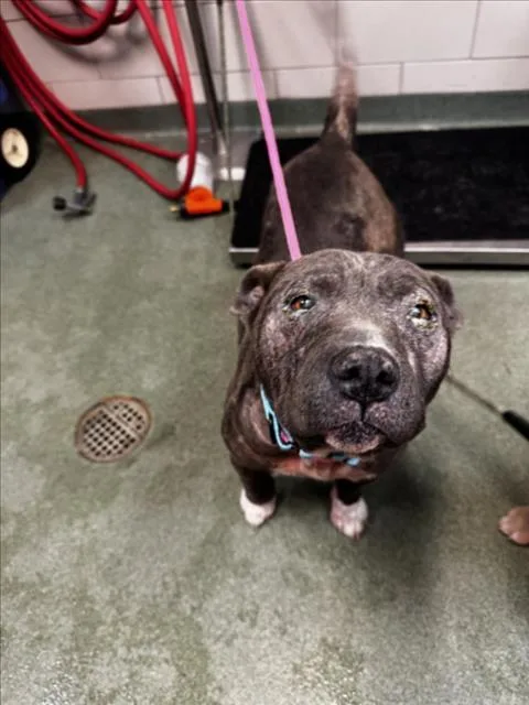 A young large-sized female Mixed Breed dog named River Song for adoption in Santa Fe, NM