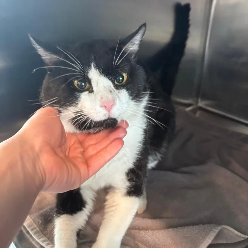 An adult small-sized male Black American Shorthair cat named Astonish for adoption in West Des Moines, IA