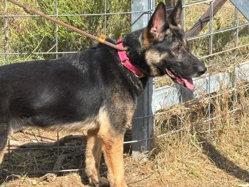 A young large-sized female Brown / Chocolate German Shepherd Dog dog named Anya for adoption in Rockdale, TX