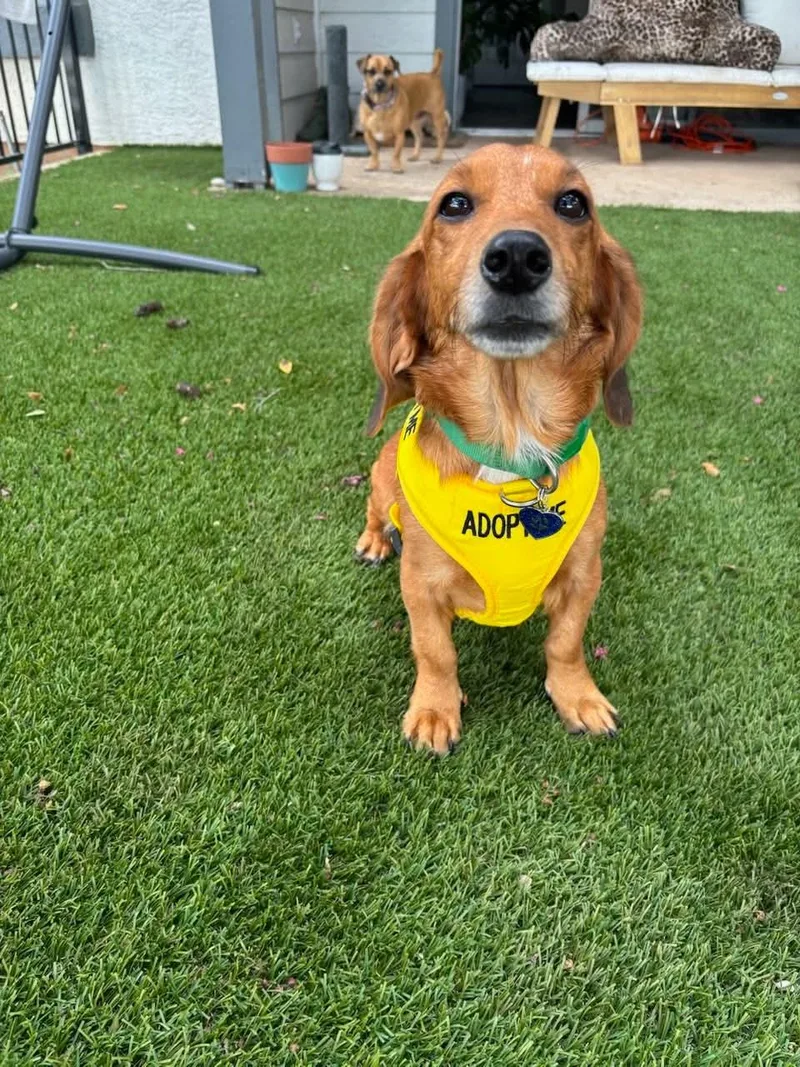 An adult small-sized female Golden Dachshund dog named Edith Anne the sweet for adoption in Lockhart, TX