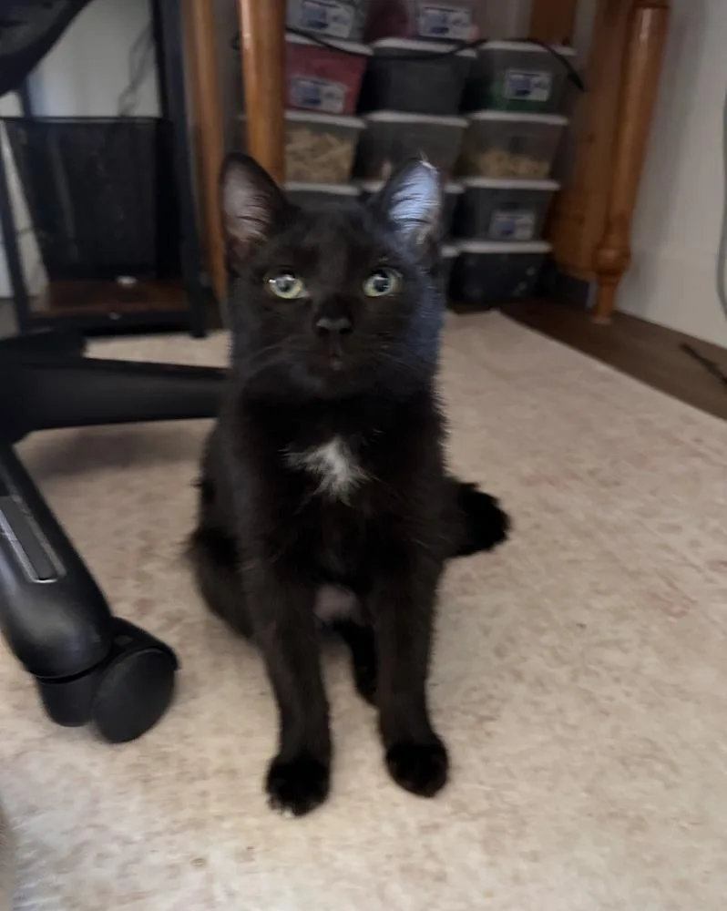 A baby small-sized male Black & White / Tuxedo Domestic Short Hair cat named Garbanzo for adoption in Albuquerque, NM