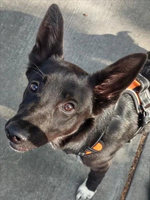 A young small-sized female German Shepherd Dog dog named Paulie for adoption in Woodland, CA