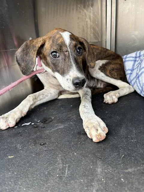 A baby small-sized female Mastiff dog named Kyoto for adoption in Corpus Christi, TX