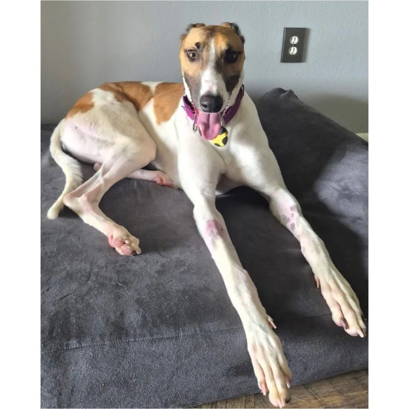 An adult large-sized male Greyhound dog named Arroyo Horizon for adoption in Tarpon Springs, FL