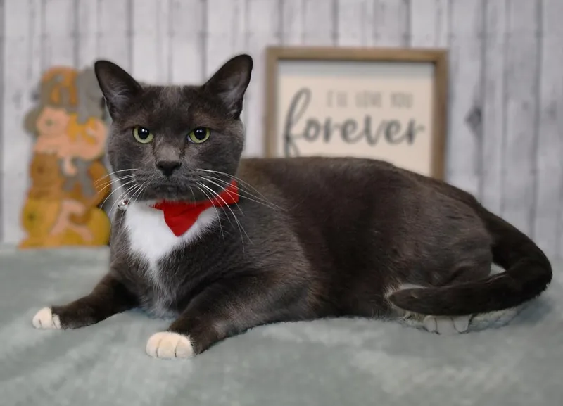 An adult large-sized male Domestic Short Hair cat named Kio for adoption in Roanoke, TX