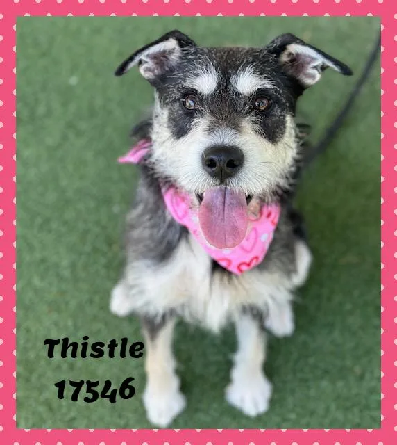 Thistle See Also Clover thumbnail 2