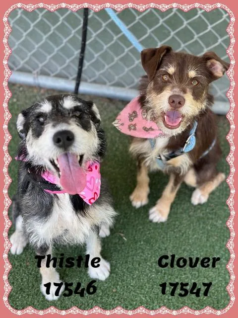 Thistle See Also Clover thumbnail 3