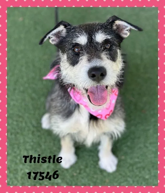 Thistle See Also Clover