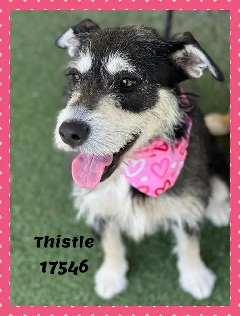 Thistle See Also Clover thumbnail 4