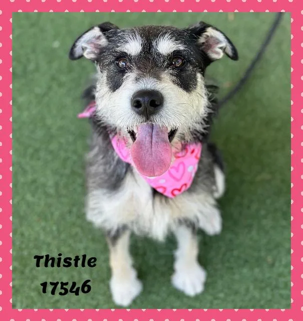 Thistle See Also Clover thumbnail 5