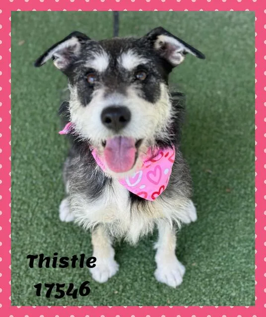 Thistle See Also Clover thumbnail 6