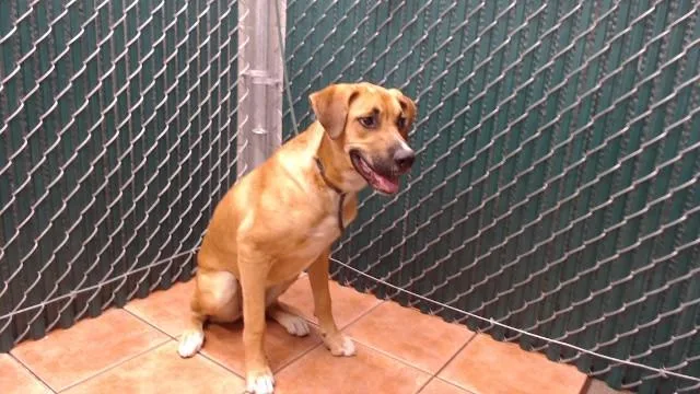A young medium-sized male Boxer dog named Alfie for adoption in Downey, CA