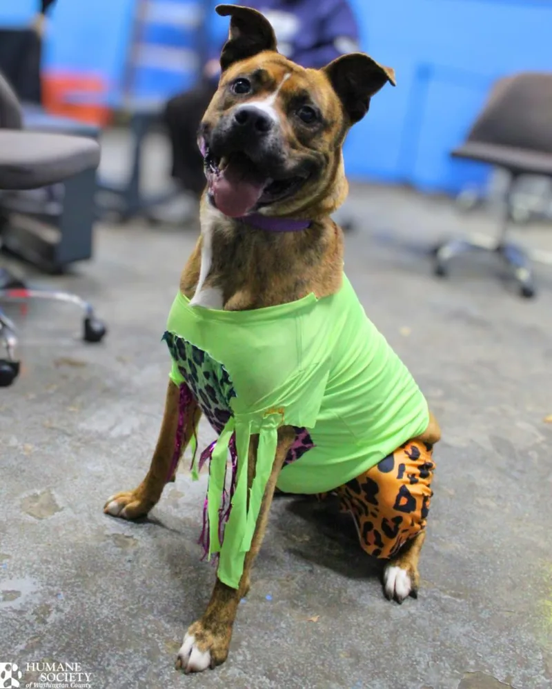 Macho Man Randy Savage