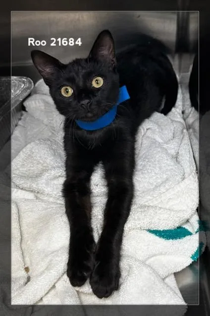 A baby medium-sized male Black Domestic Short Hair cat named Roo for adoption in Marietta, GA
