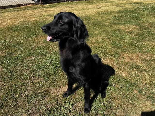 An adult large-sized female Flat-Coated Retriever dog named Rylo for adoption in Appling, GA
