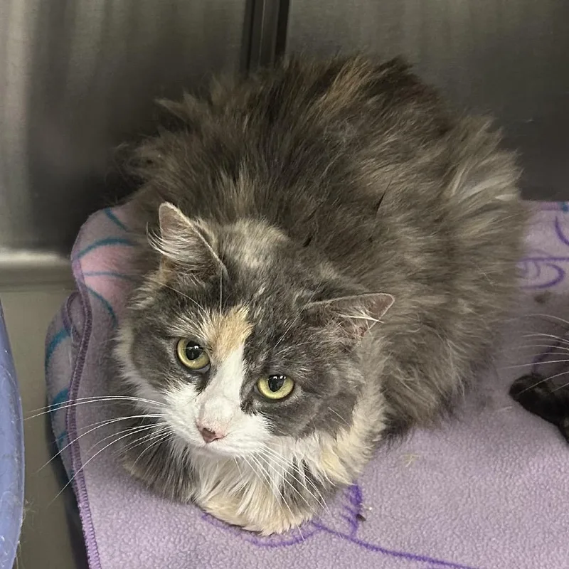 An adult medium-sized female Calico Domestic Long Hair cat named Pearly for adoption in Hannibal, MO