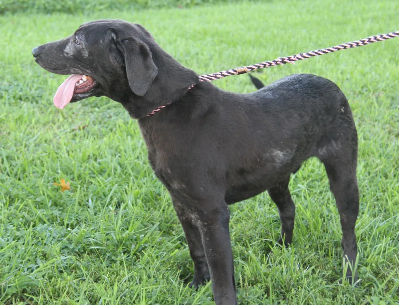 An adult large-sized male Gray / Blue / Silver Labrador Retriever dog named Twinkle Toes for adoption in Marietta, OH