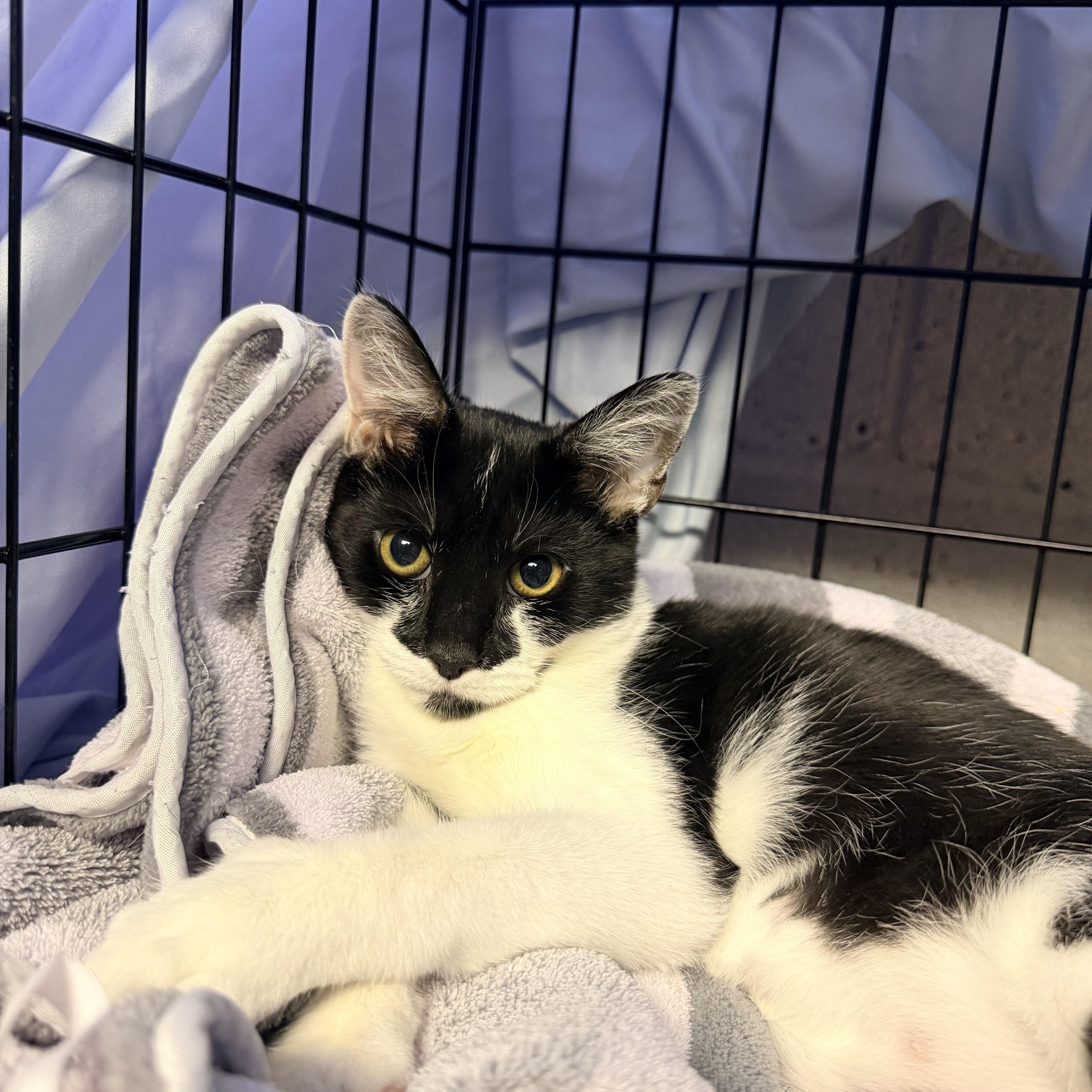 A baby small-sized female Black & White / Tuxedo Domestic Short Hair cat named Molly for adoption in Bellmawr, NJ